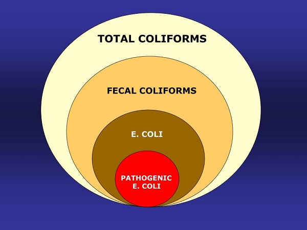 کلیفرم چیست